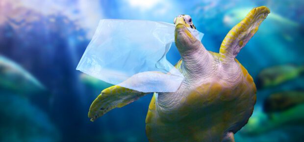 Sea turtle swimming in the ocean with plastic in its mouth