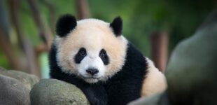 A juvenile Giant Panda bear (Ailuropoda melanoleuca). The panda is a conservation reliant endangered species.
