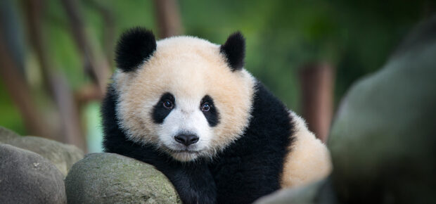 A juvenile Giant Panda bear (Ailuropoda melanoleuca). The panda is a conservation reliant endangered species.